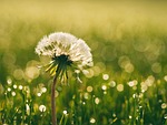 flower beautiful flowers background dandelion dew meadow wildflower stock photo