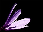 flower crocus wallpaper nature petals autumn colchicum autumnale stock photo