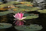 flower lotus pond lily pads bloom blossom pink stock photo