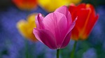 tulip flower wallpaper background pink bloom blossom beautiful stock photo