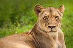 lion lioness wild cat big animal wilderness world stock photo