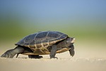 turtle reptile walk walking shell animal world wildlife stock photo