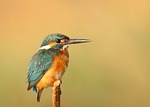 kingfisher bird animal avian beak feathers nature perched stock photo