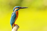 kingfisher bird close up beak feathers perched plumage stock photo