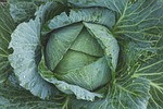 cabbage vegetable kale green dew flora food freshness stock photo