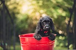 black dog pet bucket red puppy adorable animal stock photo