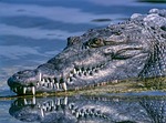 crocodile animal reptile close up teeth head portrait stock photo