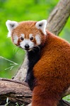 red panda nature animal cute furry outdoors wildlife stock photo