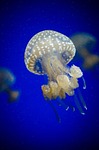 jellyfish animals underwater sea jelly cnidaria marine life stock photo
