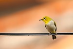 bird nature wire perched yellow feathers plumage ave stock photo