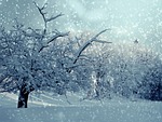 trees snow winter wintry snowy snowfall magic frost stock photo