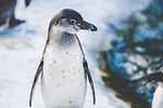 animal avian bird cold nature penguin snow wildlife stock photo