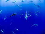 sharks aquarium fish ocean sea swimming underwater water stock photo