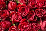 red roses flowers petals bed of bunch flower stock photo