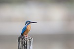 kingfisher bird perched beak feathers plumage ave nature stock photo