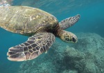 animal turtle nature coral reef ocean sea swimming stock photo