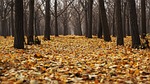 autumn leaves foliage colors season fall forest nature stock photo