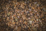 autumn leaves foliage colors season fall nature fallen stock photo