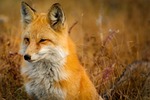 fox animal wildlife red furry omnivore wild wilderness stock photo