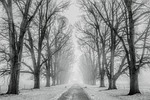 snow trees avenue tree lined bare snowy winter stock photo
