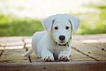 puppy dog pet collar white domestic lying down stock photo