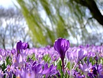 flowers nature crocus field spring flower background vernus stock photo