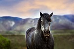 horse animal outdoors rural closeup nature beautiful riding stock photo