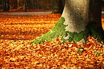 autumn leaves tree foliage colors season fall orange stock photo