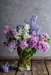 lilacs flower wallpaper bouquet beautiful flowers vase nature stock photo