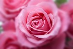 flower roses beautiful flowers plant pink rose bloom stock photo