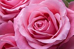 roses pink flora beautiful flowers plant flower background stock photo