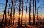 forest sunset trees silhouettes trunks tree tall backlighting stock photo