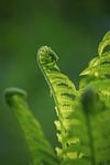 fern green leaves nature growth flora botany forest stock photo