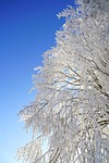 tree hoarfrost branch icy crystal formation snowy ice stock photo