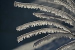 snow crystals nature iced branches hoarfrost ice icicles stock photo