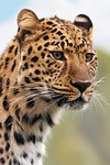 animal leopard wildlife big cat carnivore mammal nature stock photo