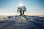 winter trees snow sunlight silhouettes shadows backlighting tree stock photo