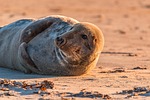 gray seal halichoerus grypus beach dune helgoland north stock photo