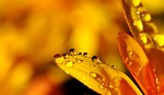 drip yellow petals beautiful flowers globules water droplets stock photo