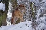 wolf predator mongolian snow dangerous winter alphawolf nature stock photo