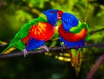 parrots pair bird colors colorful couple pecking beautiful stock photo