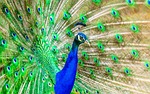 peafowl peacock bird feathers pattern design plumage exotic stock photo