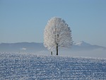 winter snow white nature cold heaven tree snowy stock photo