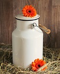 milk can nature gerbera flower blossoms beautiful flowers stock photo