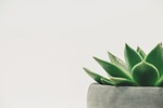 plant succulent potted white space background minimal copy stock photo