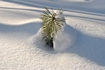snow nature sun young spruce snowdrift stock photo
