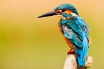 kingfisher bird close up perched small beak feathers stock photo