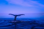 sea humpback whale tail nature ocean water breaching stock photo