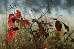 fall tree smaller nature beech sucker red glade stock photo