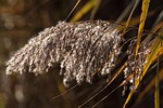 reed phragmites australis grass poaceae marsh plant pangrass stock photo